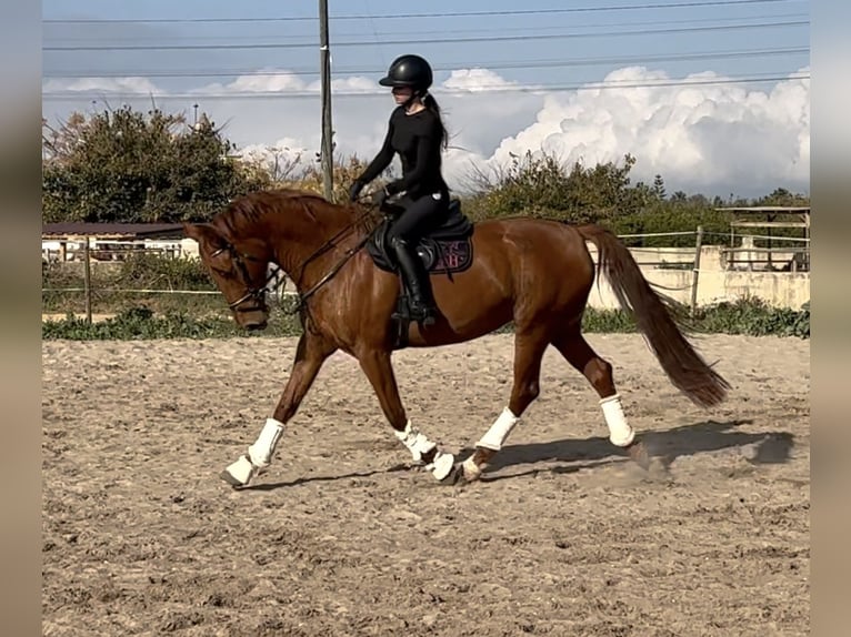 Caballo de deporte español Yegua 6 años 170 cm Alazán in Els Poblets