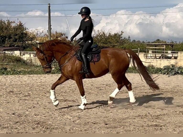 Caballo de deporte español Yegua 6 años 170 cm Alazán in Els Poblets