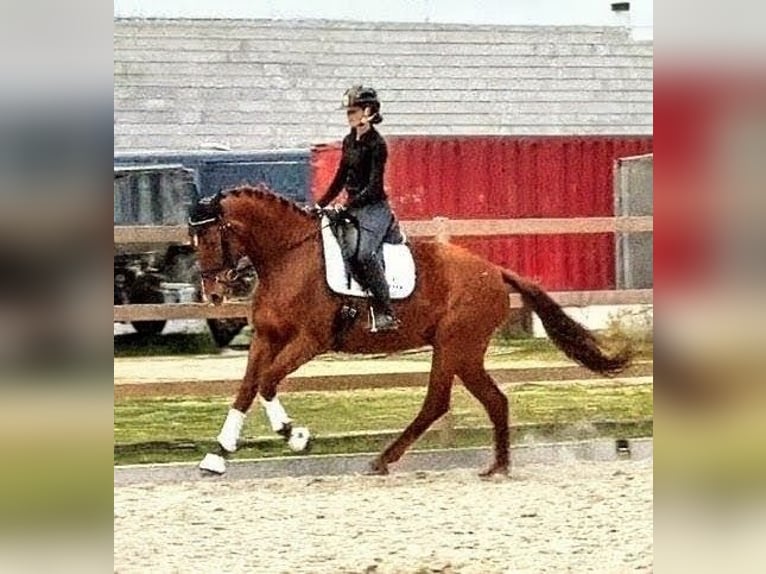 Caballo de deporte español Yegua 6 años 174 cm Alazán in Sevilla