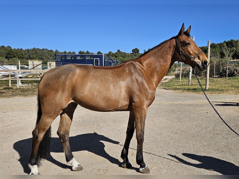 Caballo de deporte español Yegua 6 años Bayo in Montblanc