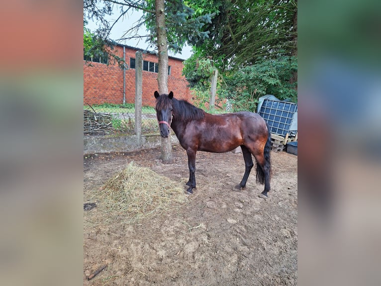 Caballo de deporte español Yegua 7 años 135 cm Negro in Rheine