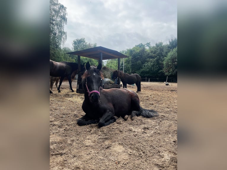 Caballo de deporte español Yegua 7 años 135 cm Negro in Rheine
