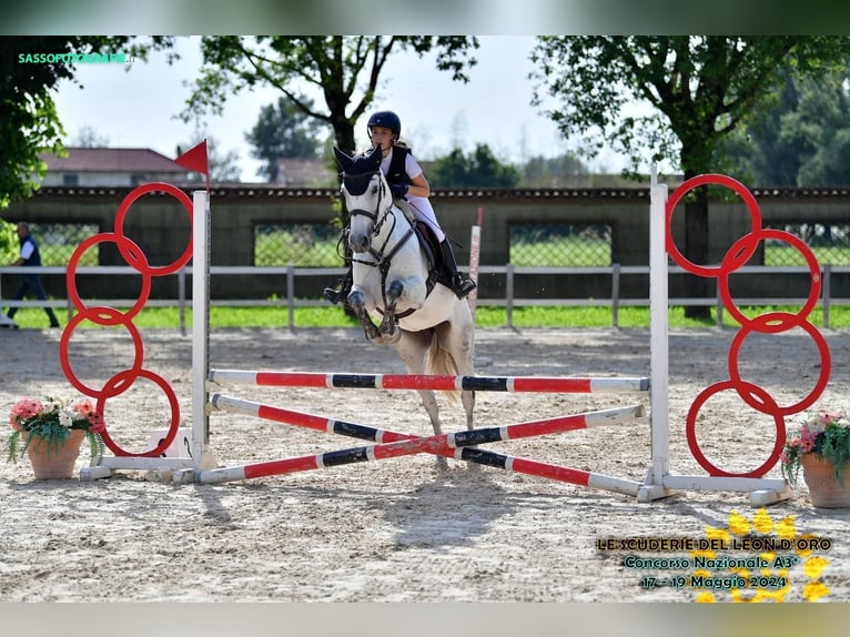 Caballo de deporte español Yegua 7 años 152 cm Tordo in Collecchio