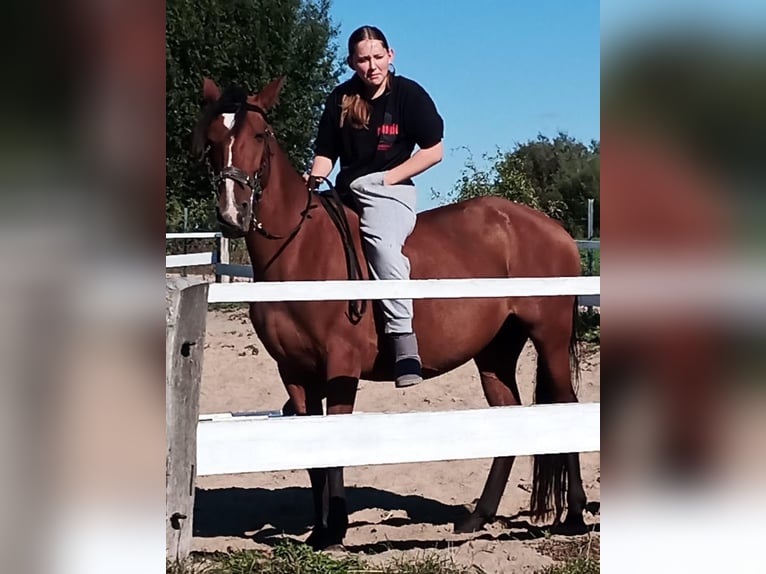 Caballo de deporte español Yegua 7 años 155 cm Castaño in Uckerland