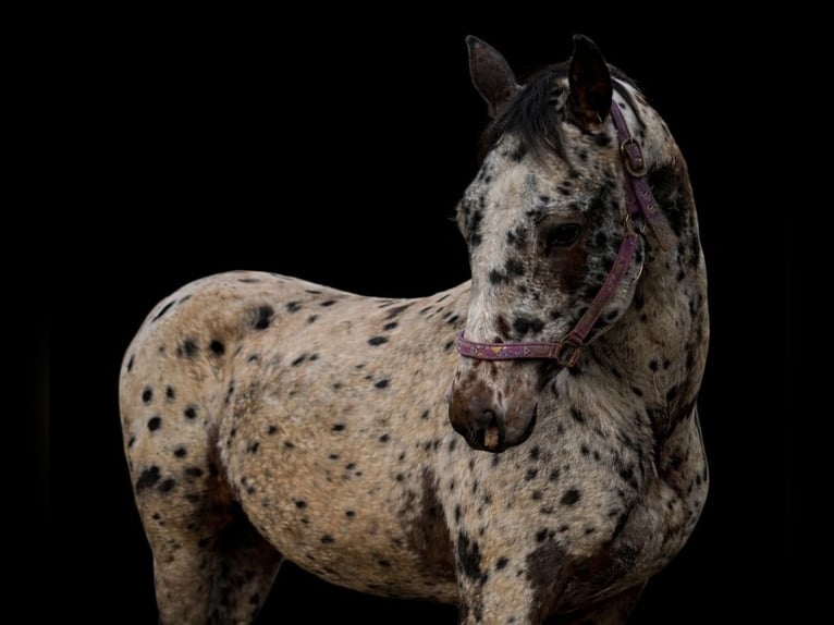 Caballo de deporte español Yegua 7 años 155 cm Castaño in Uckerland