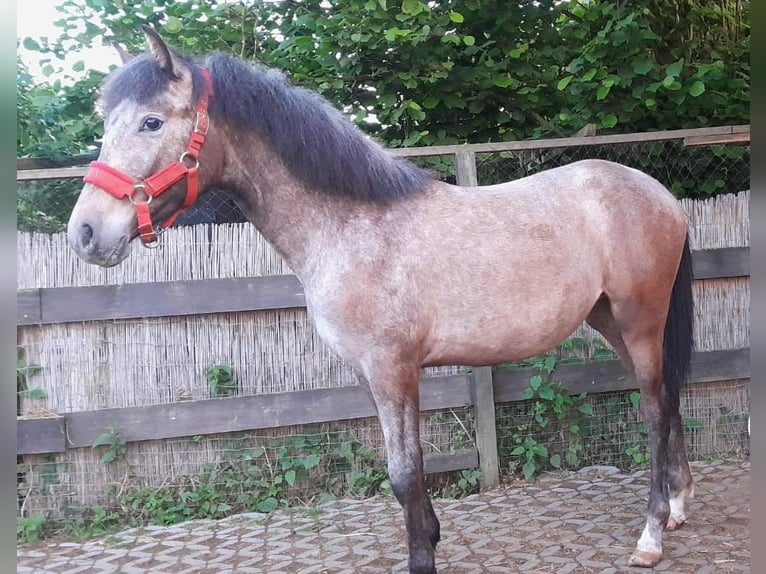 Caballo de deporte español Yegua 7 años 155 cm Castaño in Uckerland