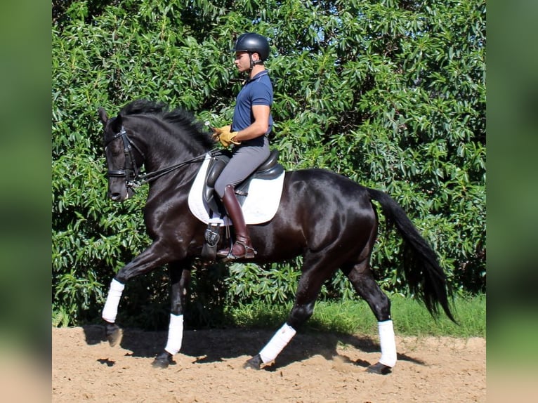 Caballo de deporte español Yegua 7 años 158 cm Negro in La Barrosa