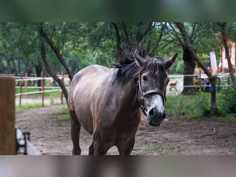 Caballo de deporte español Mestizo Yegua 7 años 165 cm Tordo ruano in Las Rozas De Madrid