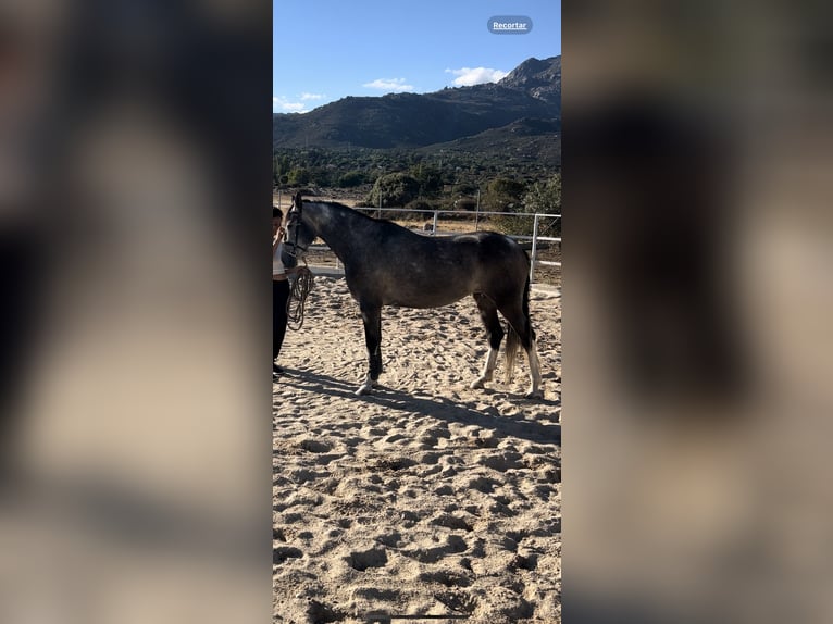 Caballo de deporte español Mestizo Yegua 7 años 165 cm Tordo ruano in Las Rozas De Madrid