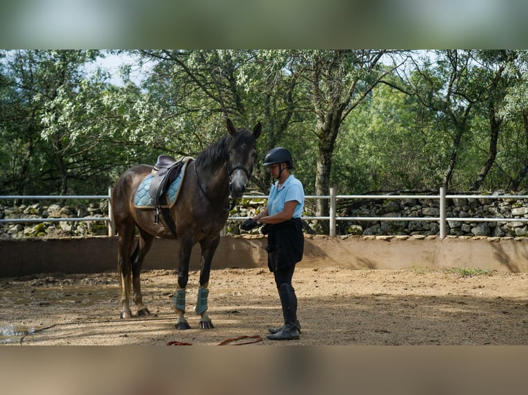 Caballo de deporte español Mestizo Yegua 7 años 165 cm Tordo ruano in Las Rozas De Madrid