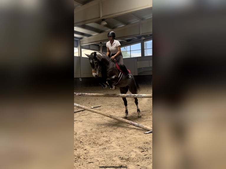 Caballo de deporte español Mestizo Yegua 7 años 165 cm Tordo ruano in Las Rozas De Madrid