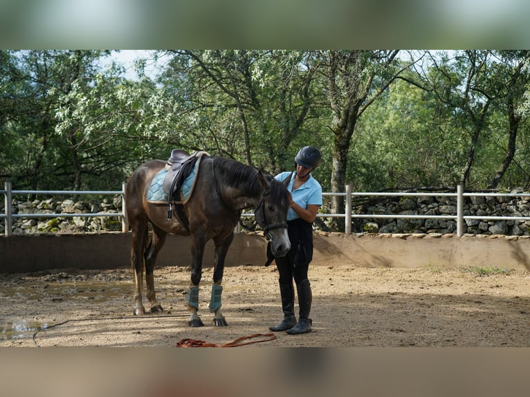 Caballo de deporte español Mestizo Yegua 7 años 165 cm Tordo ruano in Las Rozas De Madrid