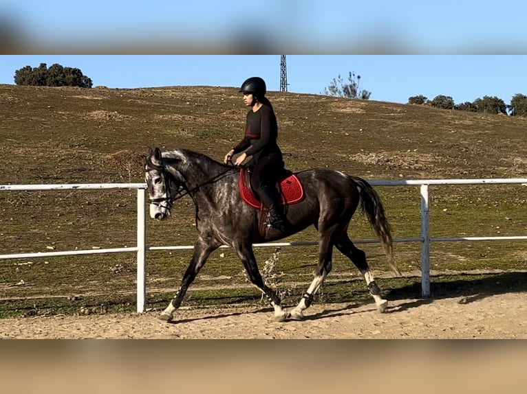 Caballo de deporte español Mestizo Yegua 7 años 165 cm Tordo ruano in Las Rozas De Madrid