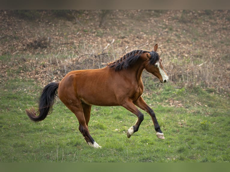 Caballo de deporte español Yegua 7 años 168 cm Castaño in Sevilla