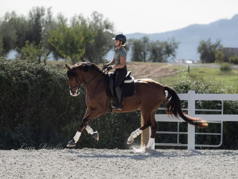 Caballo de deporte español Yegua 7 años 168 cm Castaño in Sevilla