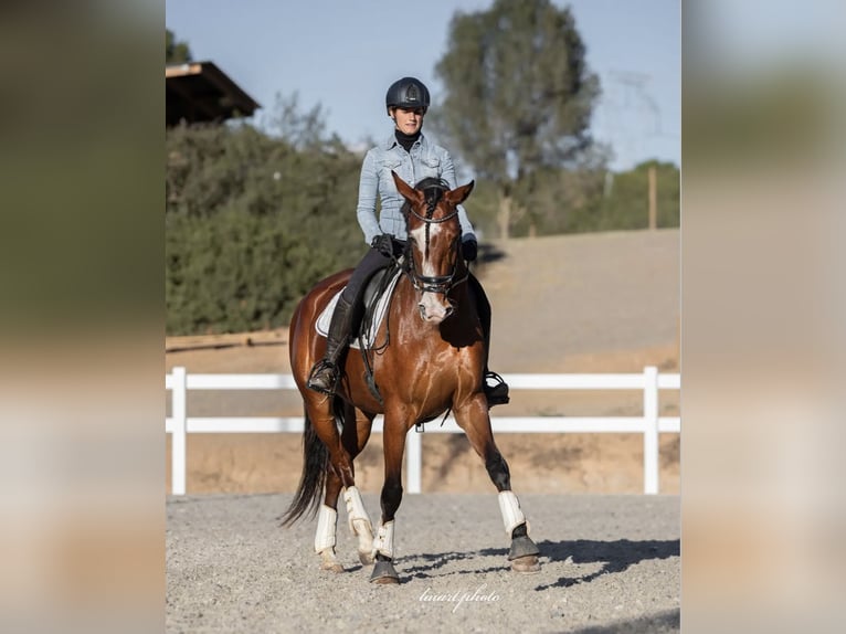 Caballo de deporte español Yegua 7 años 168 cm Castaño in Sevilla