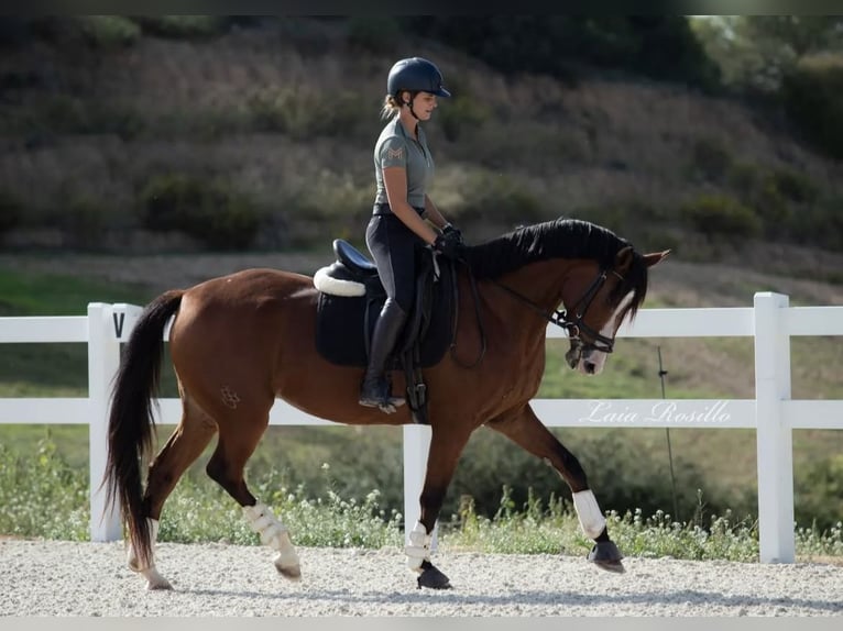 Caballo de deporte español Yegua 7 años 168 cm Castaño in Sevilla
