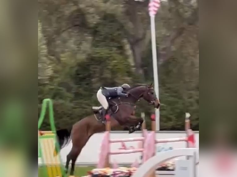 Caballo de deporte español Yegua 7 años 168 cm Castaño in Gijon