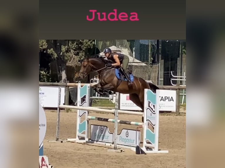 Caballo de deporte español Yegua 7 años 168 cm Castaño in Gijon