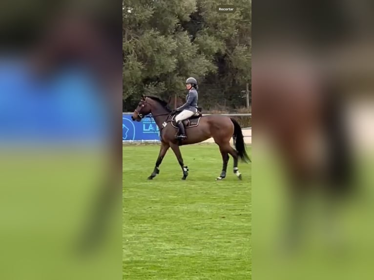 Caballo de deporte español Yegua 7 años 168 cm Castaño in Gijon