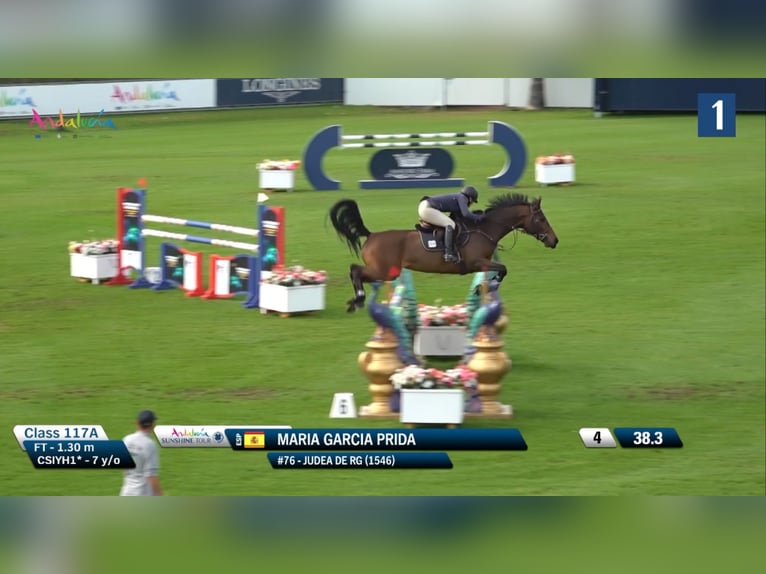 Caballo de deporte español Yegua 7 años 168 cm Castaño in Gijon