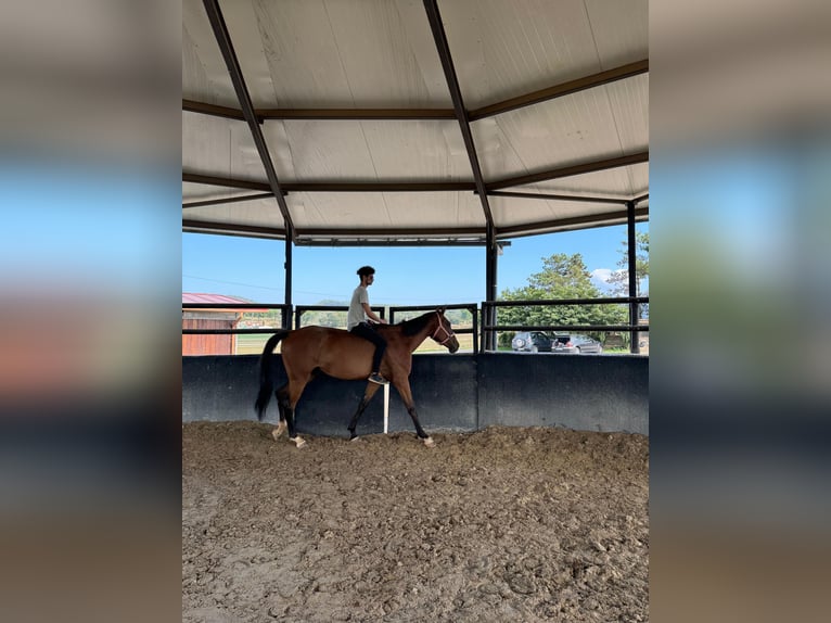 Caballo de deporte español Yegua 7 años 175 cm Castaño in Taradell