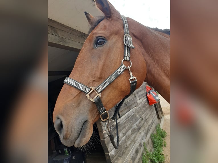 Caballo de deporte español Yegua 7 años 175 cm Castaño in Taradell