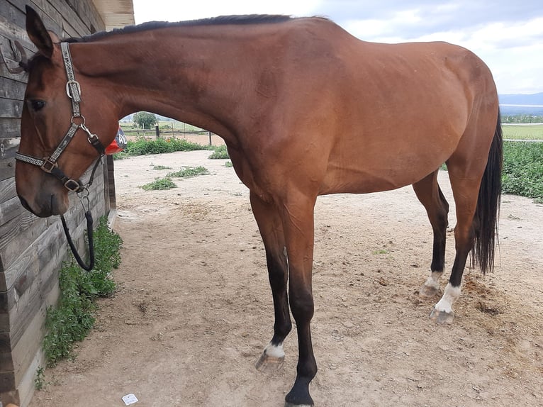 Caballo de deporte español Yegua 7 años 175 cm Castaño in Taradell