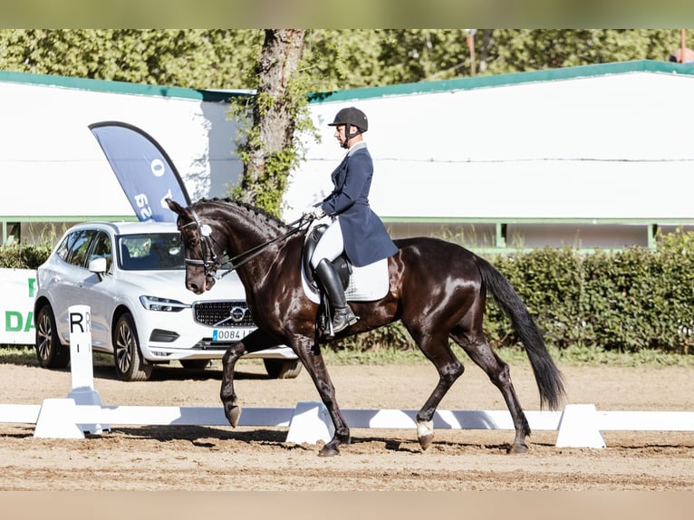 Caballo de deporte español Yegua 7 años 175 cm Negro in Zafra