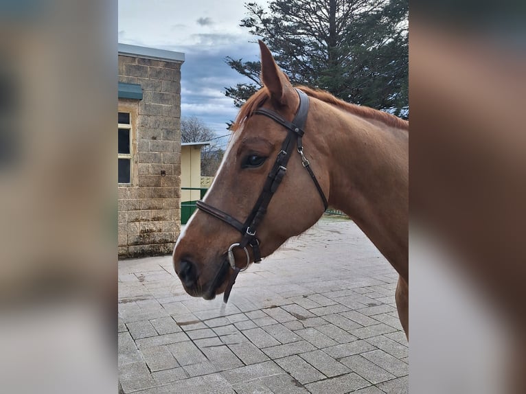 Caballo de deporte español Yegua 7 años Alazán in Oviedo