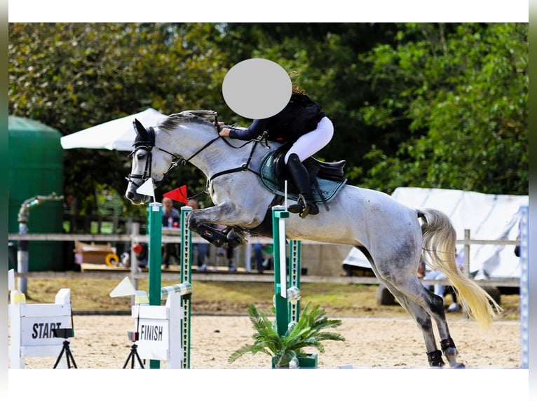 Caballo de deporte español Yegua 7 años Tordo in Santander