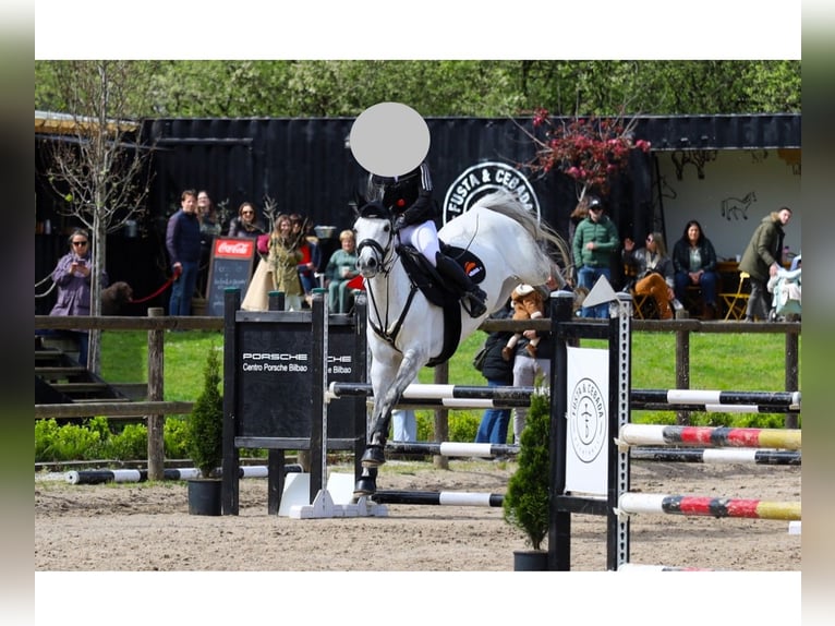 Caballo de deporte español Yegua 7 años Tordo in Santander