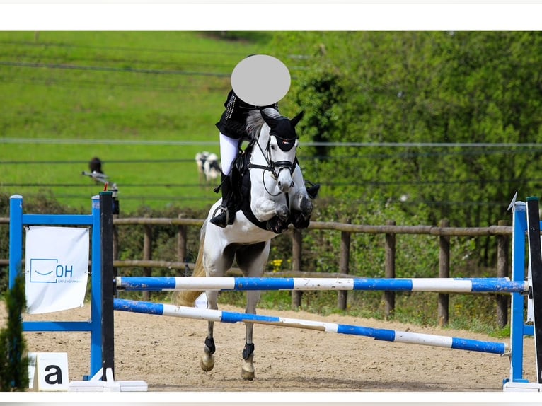 Caballo de deporte español Yegua 7 años Tordo in Santander