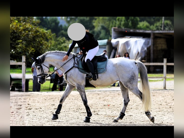 Caballo de deporte español Yegua 7 años Tordo in Santander