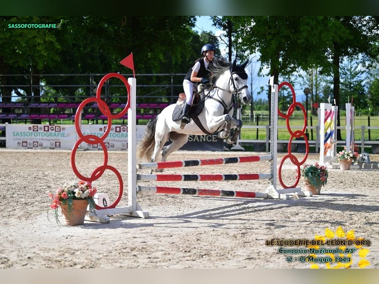 Caballo de deporte español Yegua 8 años 152 cm Tordo in Collecchio