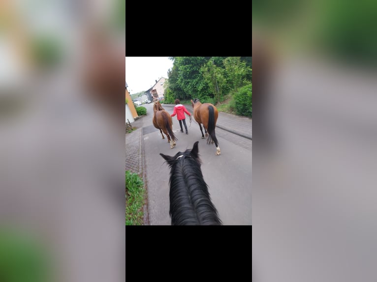 Caballo de deporte español Mestizo Yegua 8 años 155 cm Castaño in Burgen