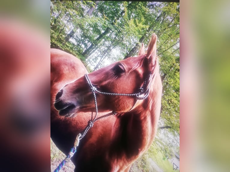 Caballo de deporte español Mestizo Yegua 8 años 157 cm Alazán in Gmunden