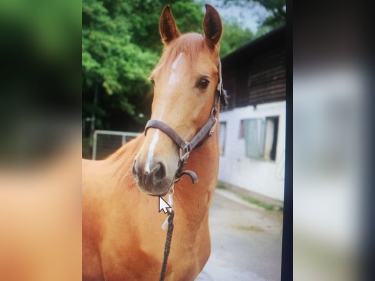 Caballo de deporte español Mestizo Yegua 8 años 157 cm Alazán in Gmunden