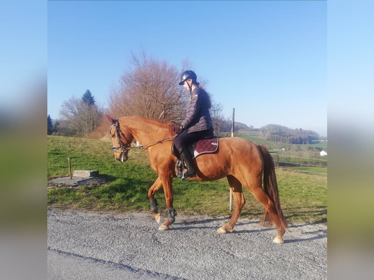 Caballo de deporte español Mestizo Yegua 8 años 157 cm Alazán in Gmunden