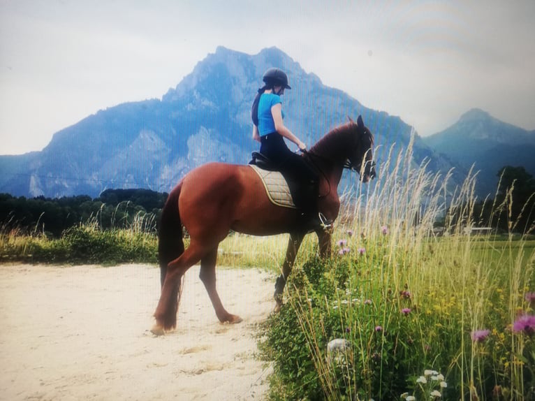 Caballo de deporte español Mestizo Yegua 8 años 157 cm Alazán in Gmunden