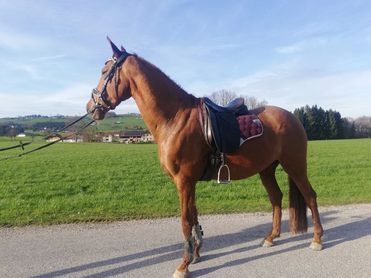 Caballo de deporte español Mestizo Yegua 8 años 157 cm Alazán in Gmunden