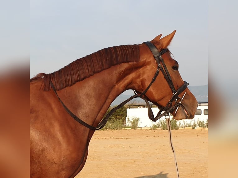 Caballo de deporte español Yegua 8 años 160 cm Alazán in Albaida