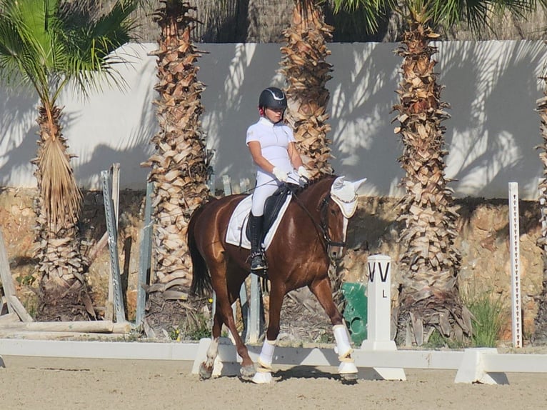 Caballo de deporte español Yegua 8 años 160 cm Alazán in Albaida