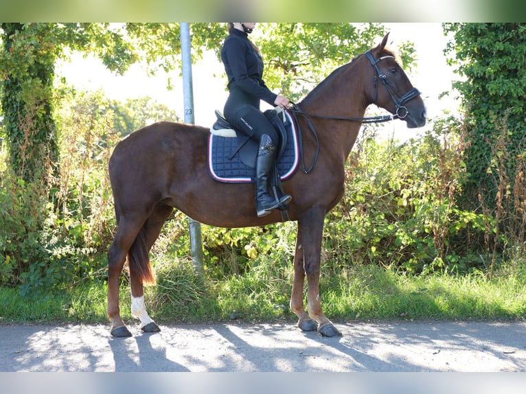 Caballo de deporte español Yegua 8 años 163 cm in Jever