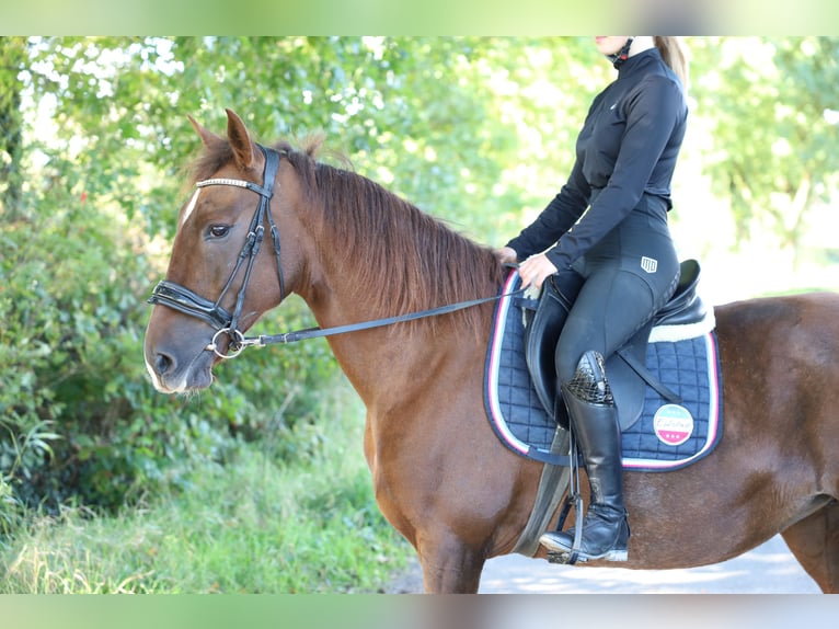 Caballo de deporte español Yegua 8 años 163 cm in Jever