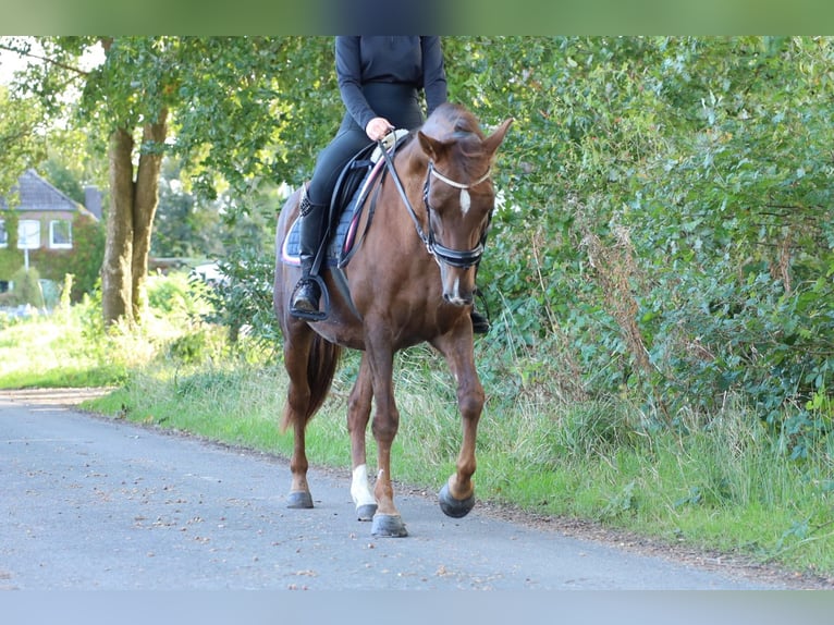 Caballo de deporte español Yegua 8 años 163 cm in Jever