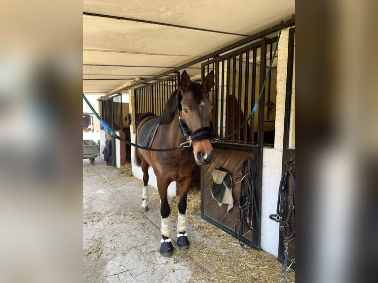 Caballo de deporte español Yegua 8 años 164 cm Castaño oscuro in Sant&#39;Ilario Milanese