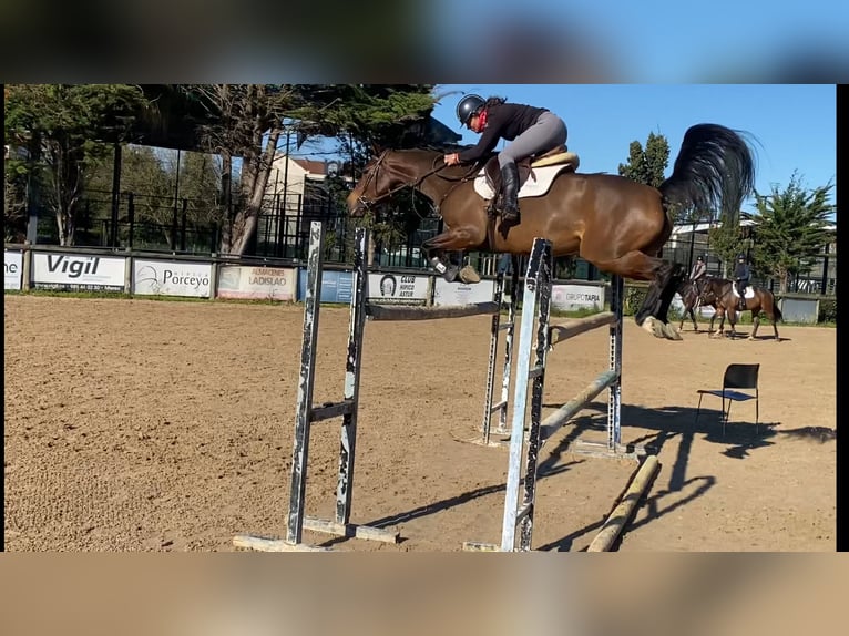 Caballo de deporte español Yegua 8 años 168 cm Castaño in Gijon