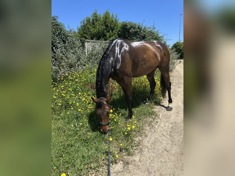 Caballo de deporte español Yegua 8 años 168 cm Castaño in Gijon