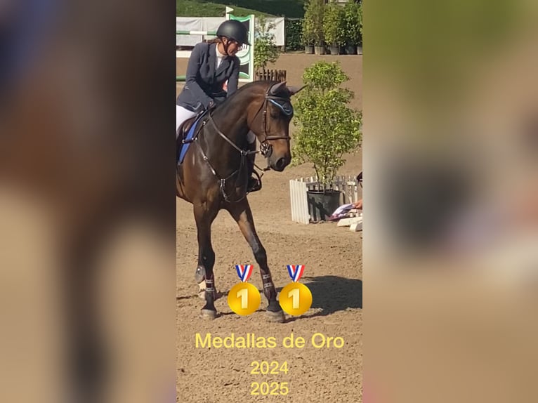 Caballo de deporte español Yegua 8 años 168 cm Castaño in Gijon